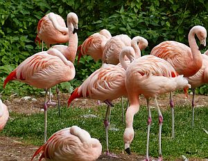 fin flamingos 300